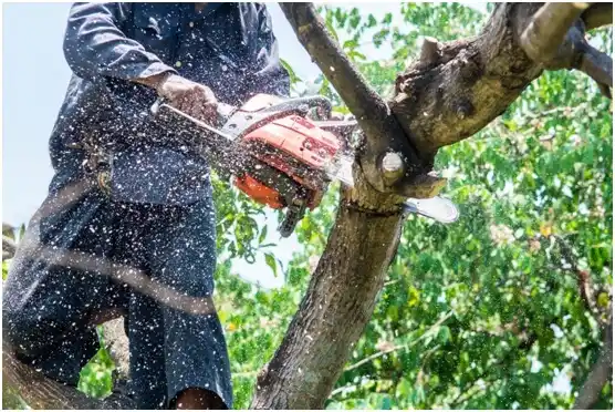 tree services Helenwood